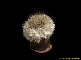 Sulcorebutia cylindrica v. crucensis HS44a 2272